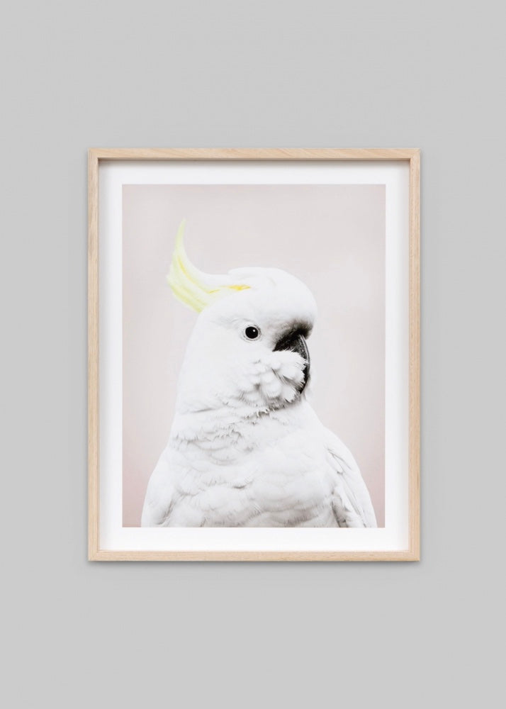 Sulphur Crested Cockatoo - Blue