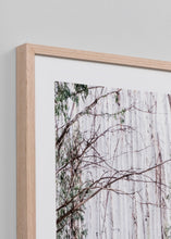 Load image into Gallery viewer, Eucalyptus Forest
