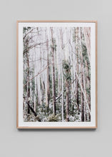 Load image into Gallery viewer, Eucalyptus Forest
