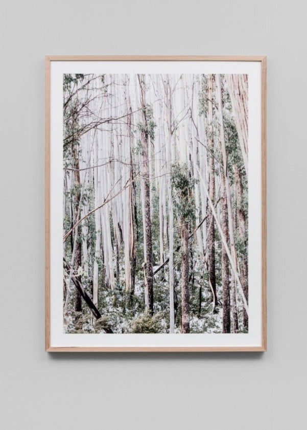 Eucalyptus Forest