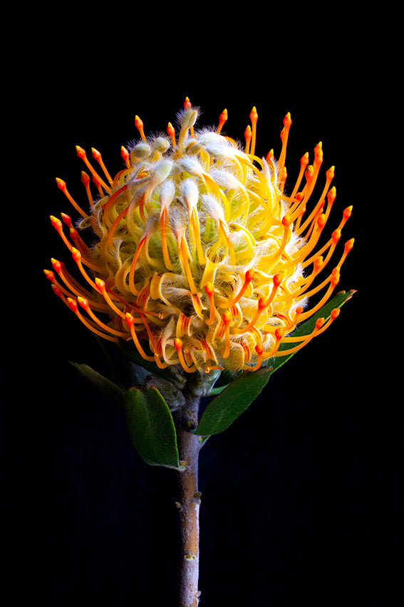 Leucospermum cordifolium (pincushion protea) card and envelope