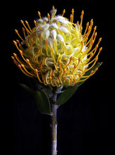 Load image into Gallery viewer, Pincushion Protea Framed Photographic Print
