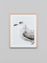 Load image into Gallery viewer, Ocean Gull Framed Photographic Print
