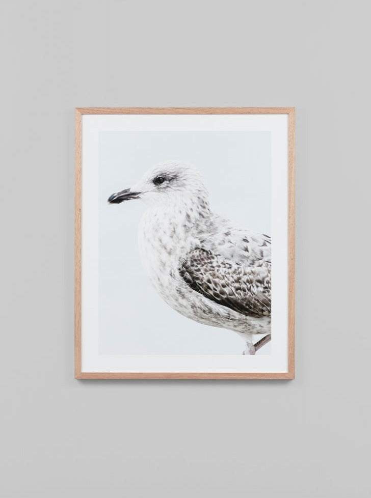 Ocean Gull Framed Photographic Print